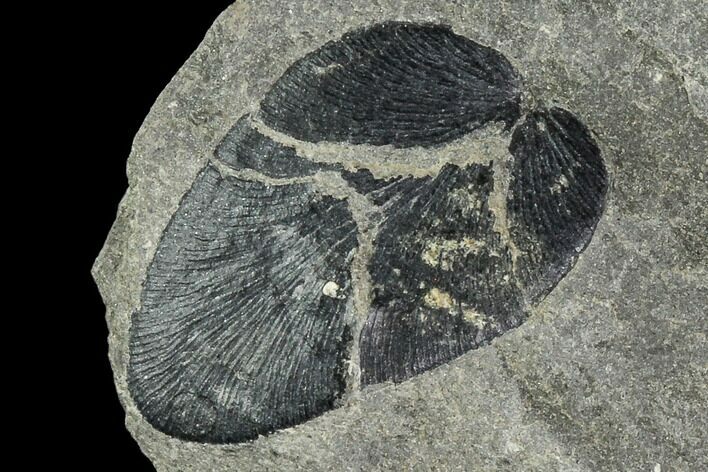 Pennsylvanian Fossil Fern (Macroneuropteris) Leaflet - Kentucky #112907